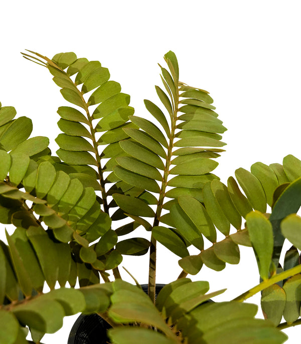 Zamia Furfuracea 25 cms pots - 65 cms height