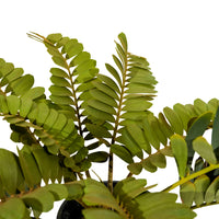 Zamia Furfuracea