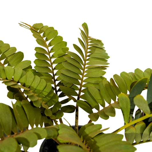 Zamia Furfuracea