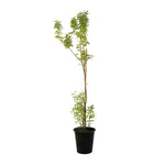Acacia Glauca -PR-TREE-W:0-S:50 cms-H:200 CM