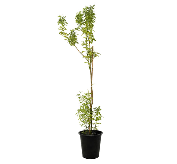 Acacia Glauca -PR-TREE-W:0-S:50 cms-H:200 CM