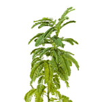 Acacia Glauca -PR-TREE-W:0-S:50 cms-H:200 CM