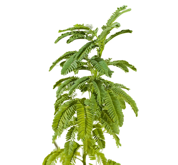 Acacia Glauca -PR-TREE-W:0-S:50 cms-H:200 CM