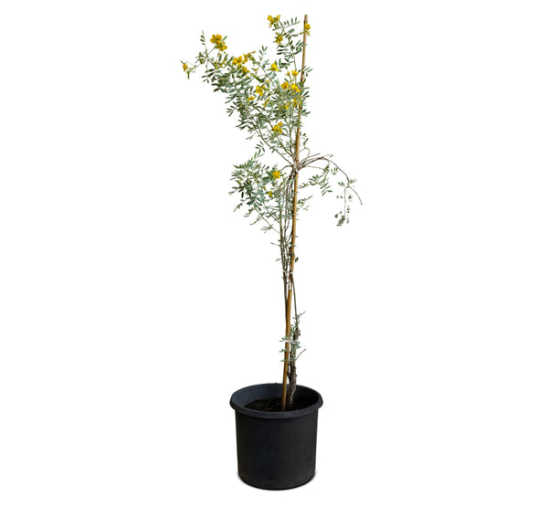 Cassia Senna