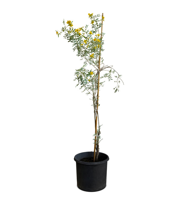 Cassia Senna