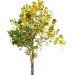 Acacia Fistula-IM-Tree-W:0-S:50 cms-H:2.5 mtrs