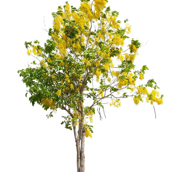 Acacia Fistula-IM-Tree-W:0-S:50 cms-H:2.5 mtrs