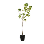 Cassia Glaca