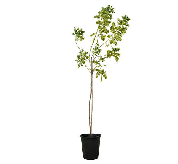 Cassia Glaca