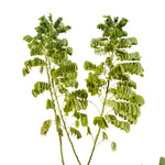 Cassia Glaca