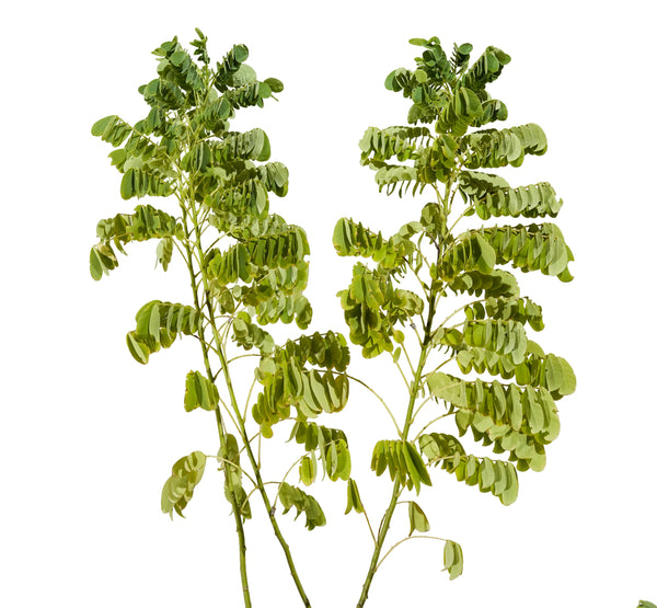 Cassia Glaca