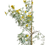 Cassia Senna