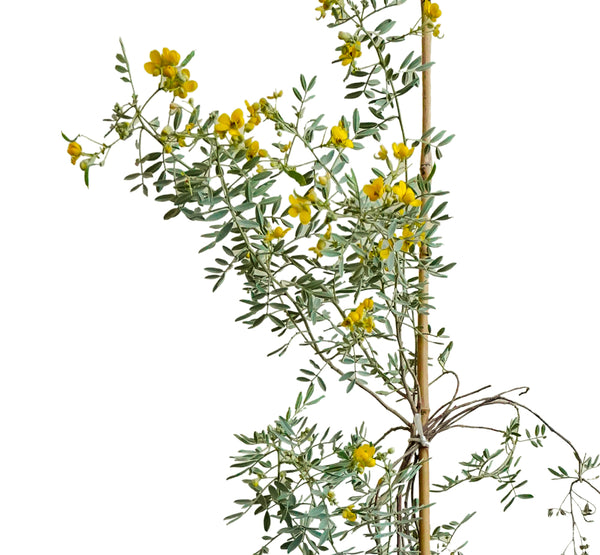 Cassia Senna
