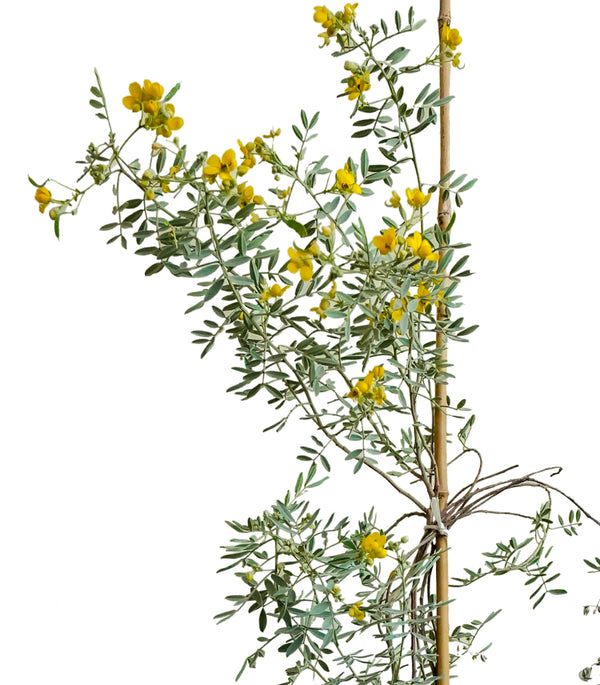 Cassia Senna