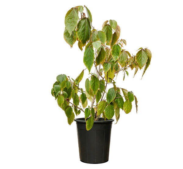 ACALYPHA RED 30 cms pots - 1 mtrs height
