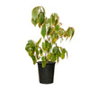 ACALYPHA RED 30 cms pots - 1 mtrs height