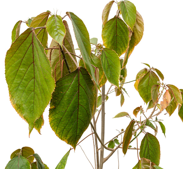 ACALYPHA RED 30 cms pots - 1 mtrs height
