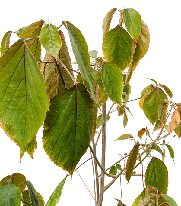 ACALYPHA RED 30 cms pots - 1 mtrs height