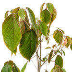 Acalypha Green - Shrub