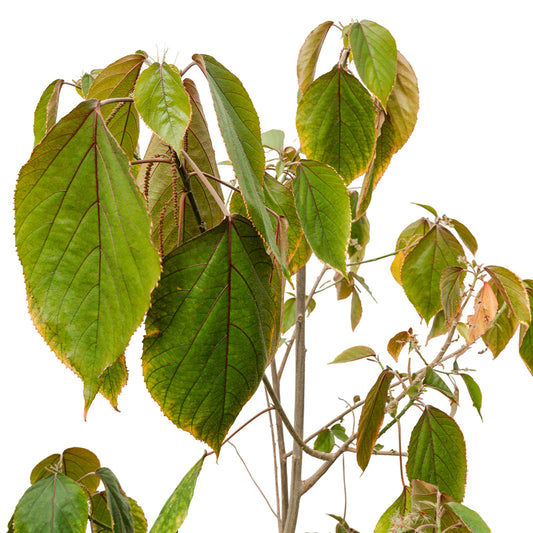 Acalypha Green - Shrub