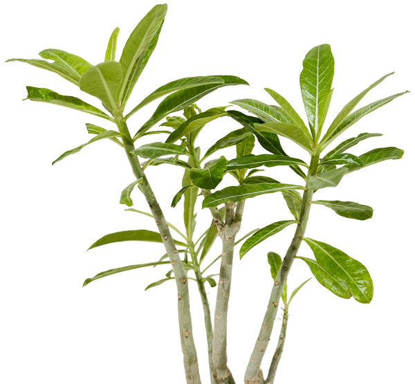 Adenium Obesum 18 cms pots - 40 cms height
