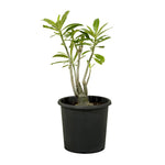 Adenium Obesum 18 cms pots - 40 cms height