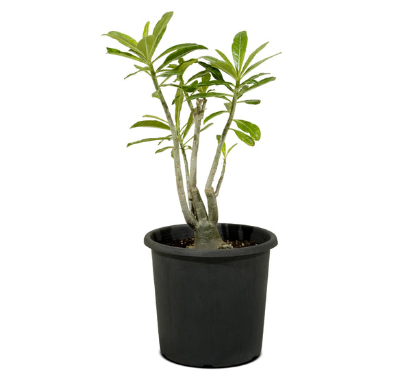 Adenium Obesum 18 cms pots - 40 cms height