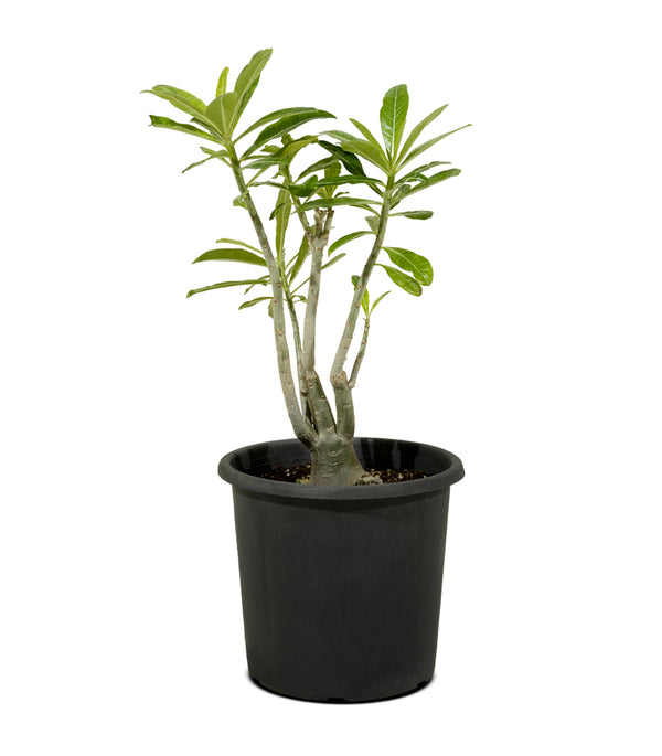 Adenium Obesum  25 cms pots - 60 cms height