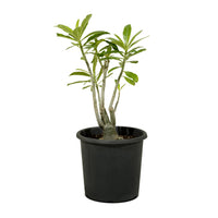 Adenium Obesum