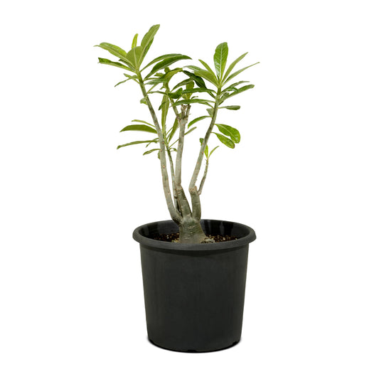 Adenium Obesum