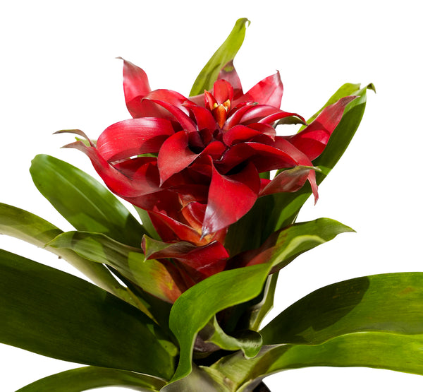 Aechmea pepita elegant flames Mimesis Ae 12 cm pots