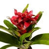 Aechmea pepita elegant flames Mimesis Ae 12 cm pots