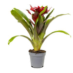 Aechmea pepita elegant flames Mimesis Ae 12 cm pots