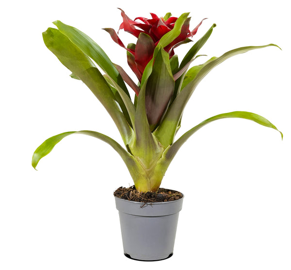 Aechmea pepita elegant flames Mimesis Ae 12 cm pots