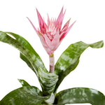 Aechmea mixed Aecmea mixed 3 colours -  15 cm pots