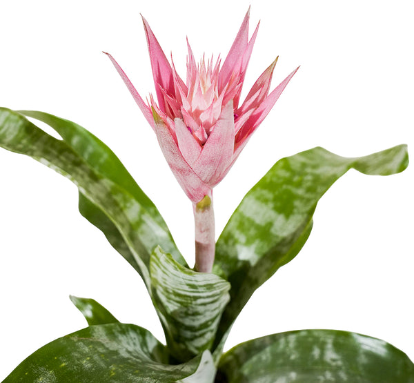 Aechmea mixed Aecmea mixed 3 colours -  15 cm pots
