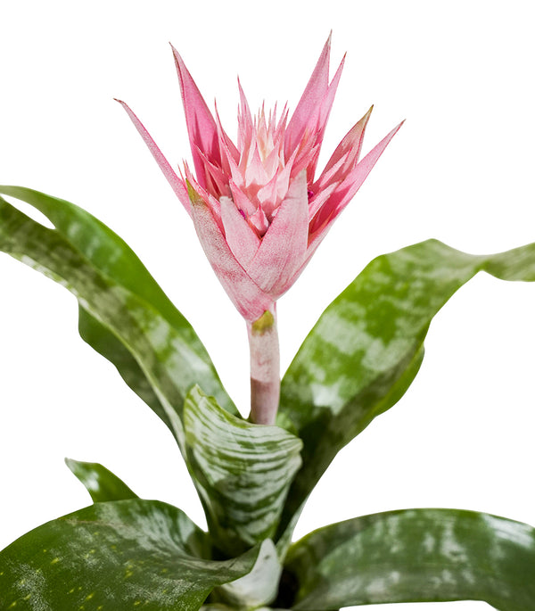 Aechmea mixed Aecmea mixed 3 colours -  15 cm pots