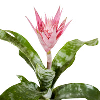 Aechmea mixed Aecmea mixed 3 colours -  15 cm pots