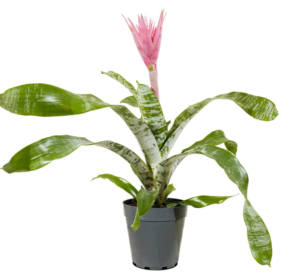 Aechmea mixed Aecmea mixed 3 colours -  15 cm pots