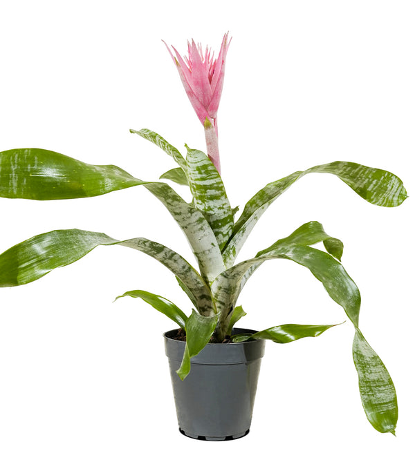 Aechmea mixed Aecmea mixed 3 colours -  15 cm pots