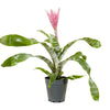 Aechmea mixed Aecmea mixed 3 colours -  15 cm pots
