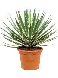 Agave Angustofolia-PR-Succulent-W:0-S:40 cms-H:85 cms