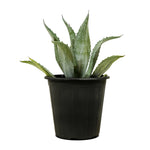 Agave Americana Blue