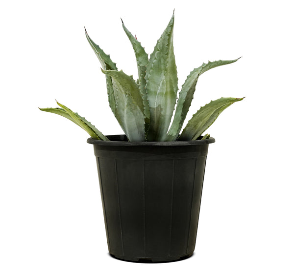 Agave Americana Blue