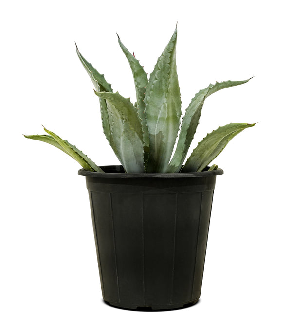 Agave Americana Blue