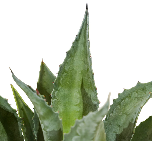 Agave Americana Blue