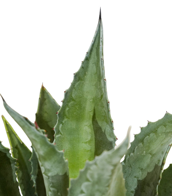 Agave Americana Blue