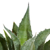 Agave Americana Blue