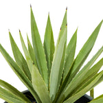 Agave Angustofolia