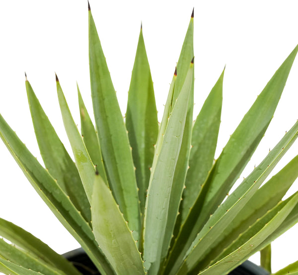 Agave Angustofolia